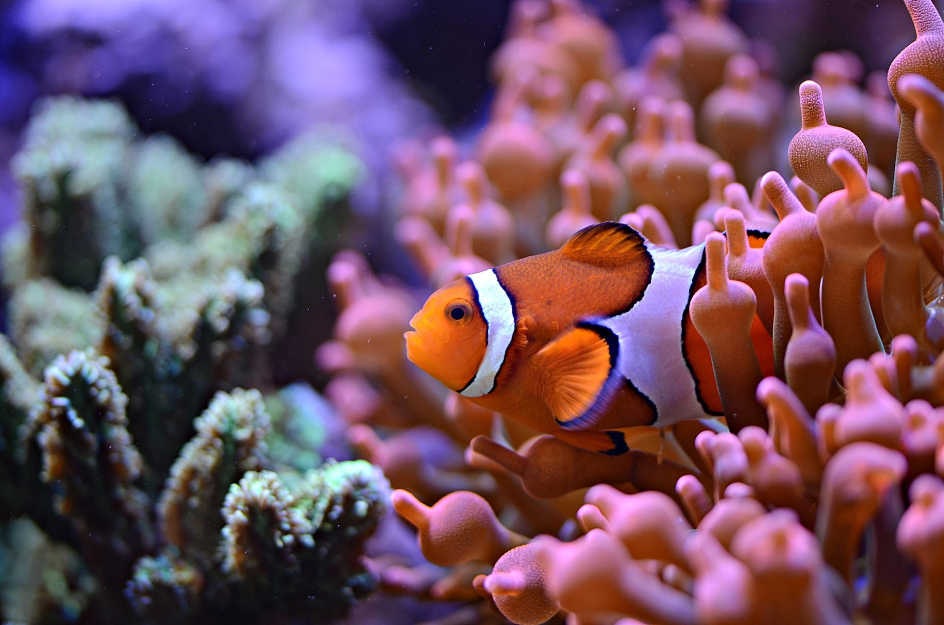 Soutenez la biodiversité marine