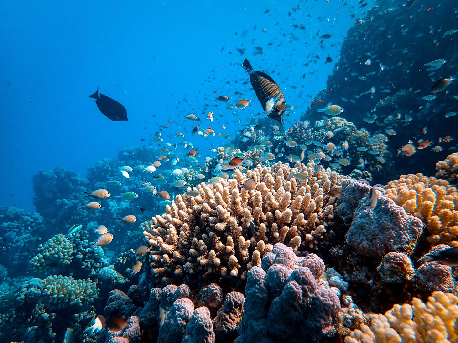 Biodiversité Marine