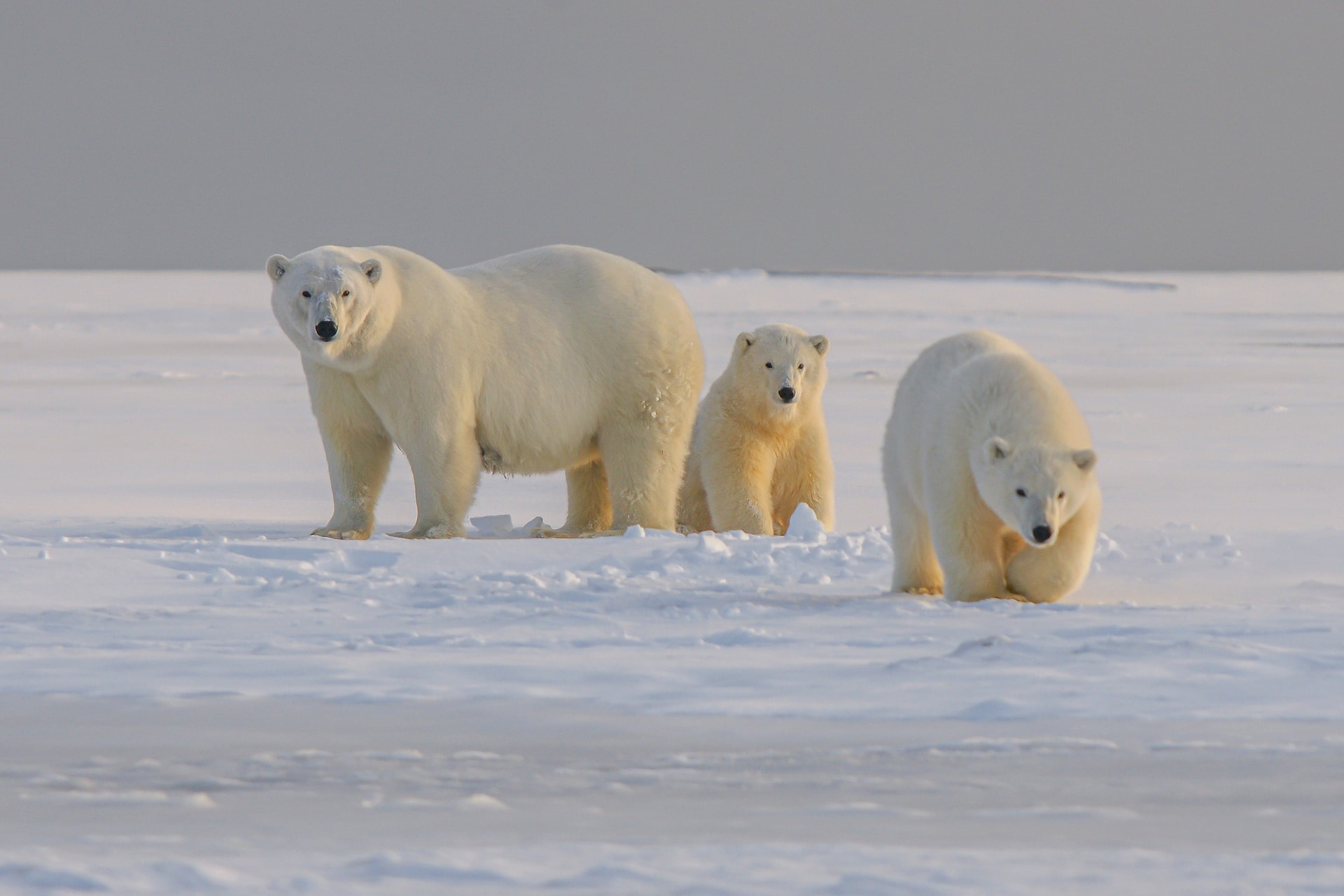 Ours polaires et réchauffement climatique