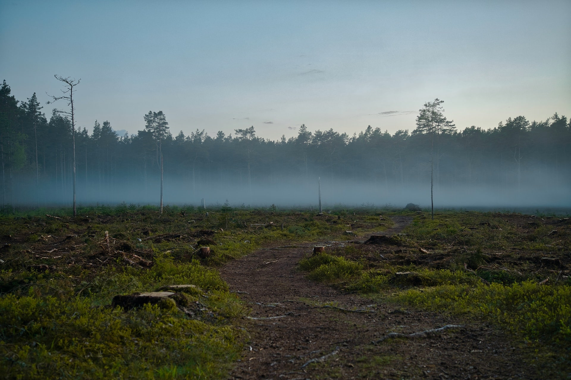 Déforestation
