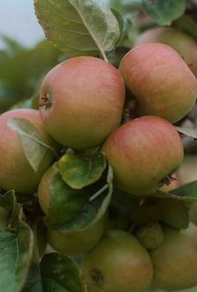 Soutenez l'agriculture durable