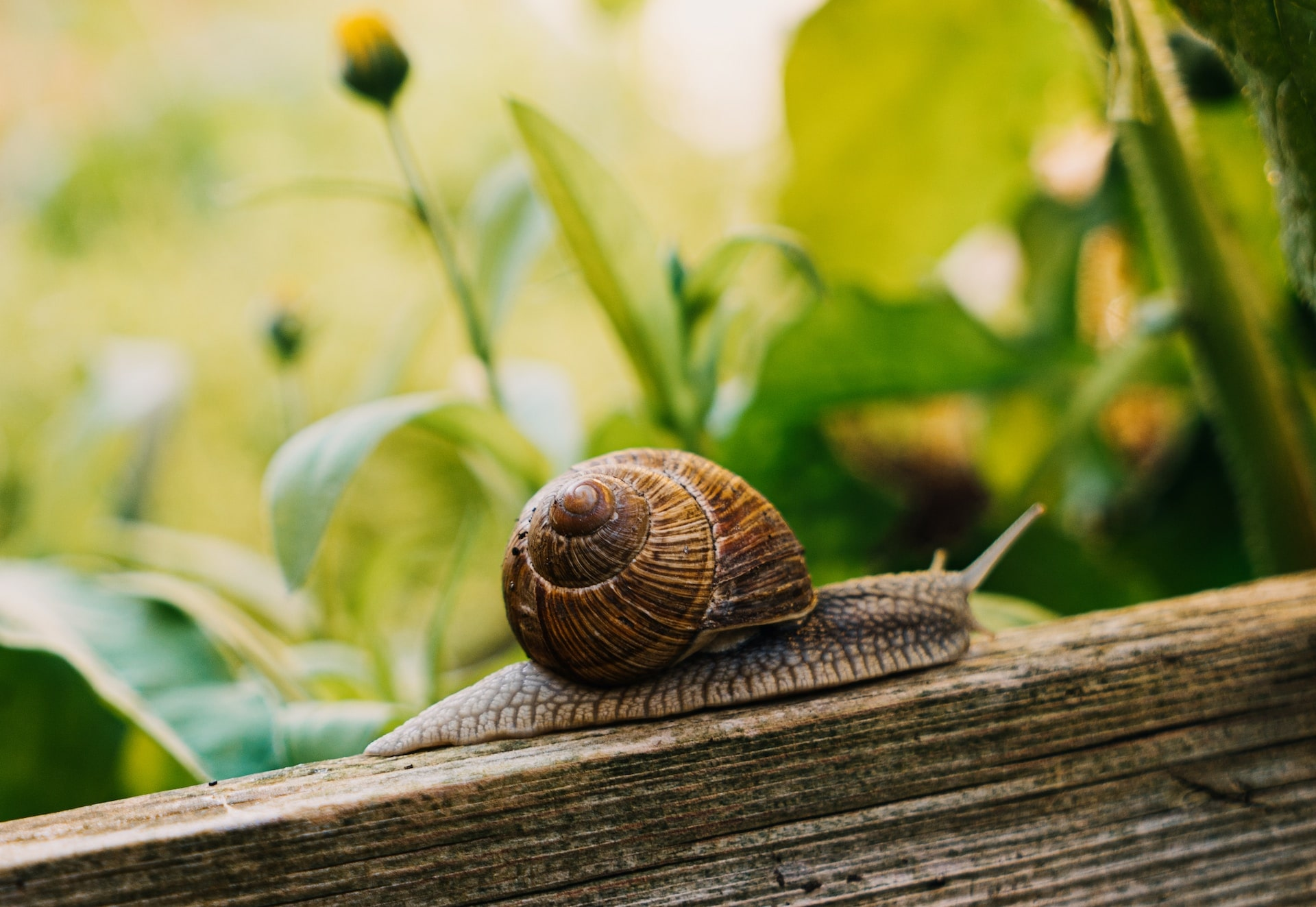 Escargot Permaculture
